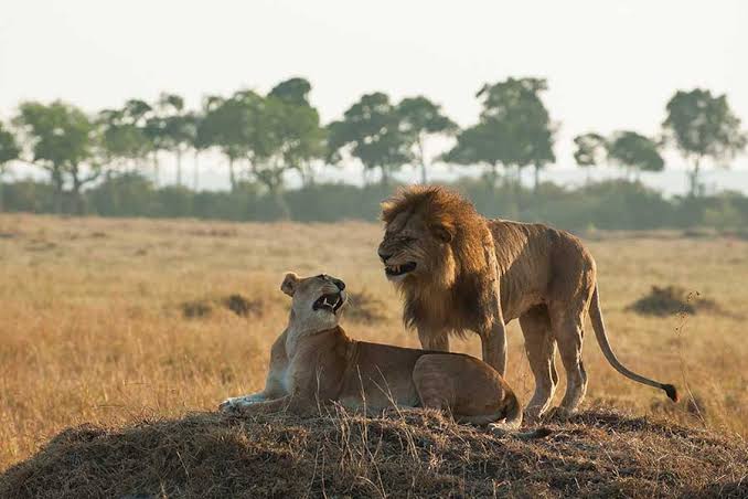 Beyond The Plains Safaris