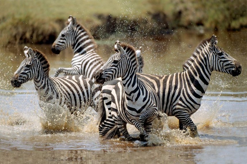 Tanganyika Expeditions Trecom