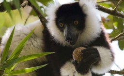 Passionnément Madagascar 
