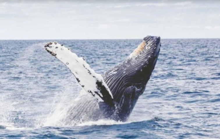 explorer les A&ccedil;ores