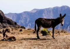 Actour Trekking, Réceptif Cap Vert