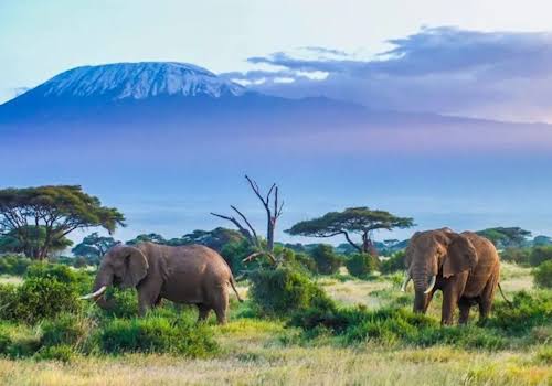AFRICA TYPIQUE SAFARIS