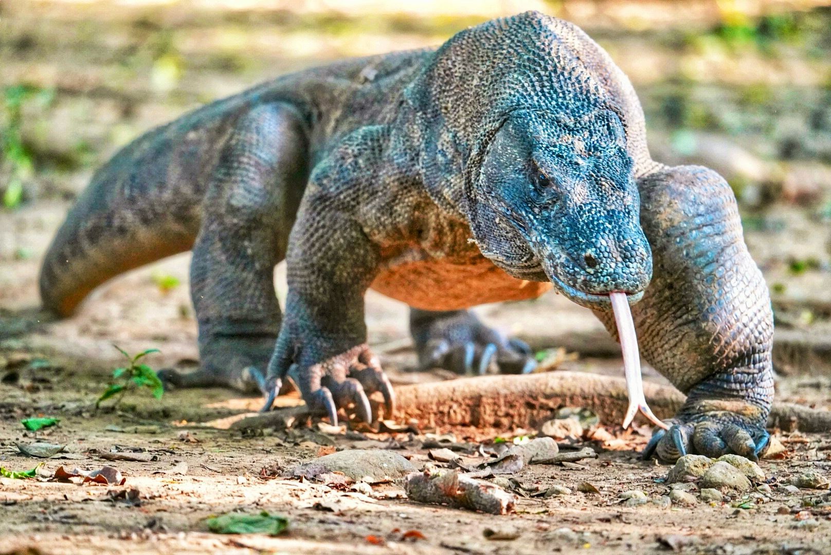Grand Komodo