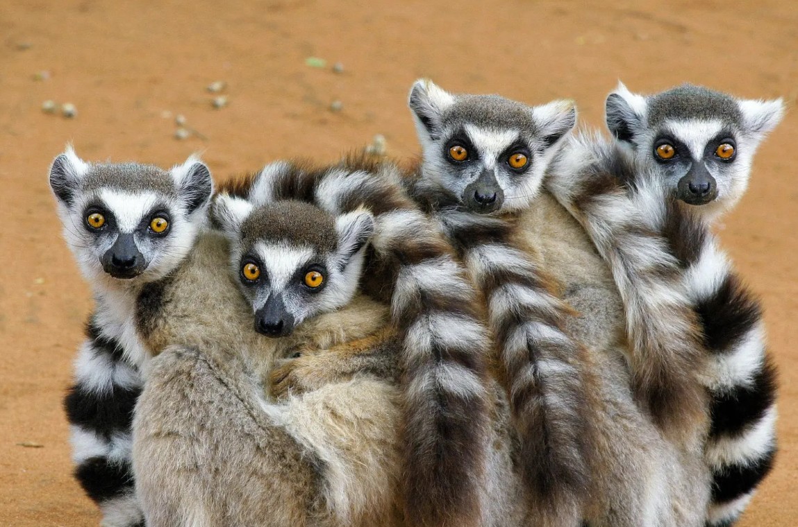 Savanna Tours & Safaris
