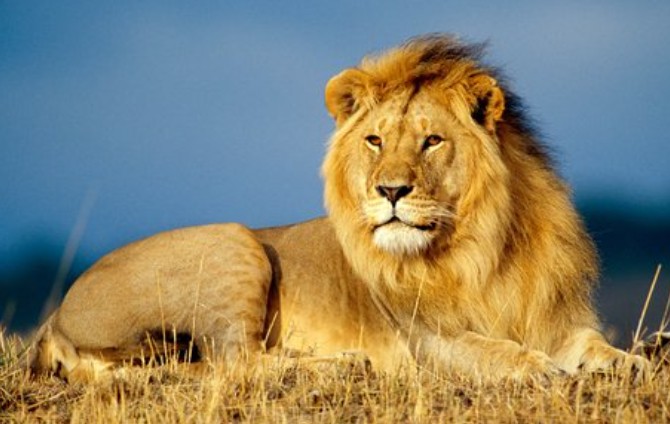 GARDENIA AFRICAN SAFARIS Réceptif local basé à Arusha – Tanzanie